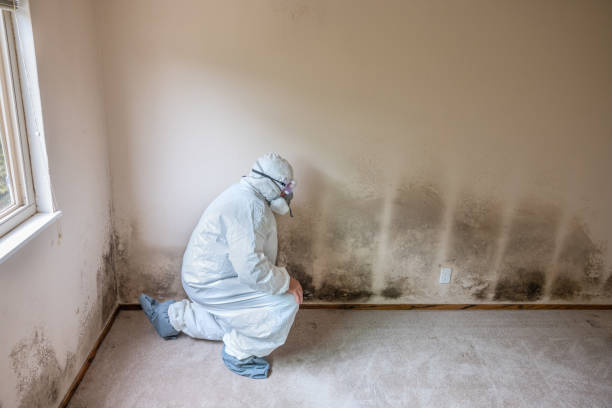 Mold Remediation for Vacation Homes in Homeland, CA